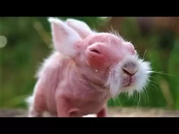 Video: 20 EPIC Hairless Creatures !